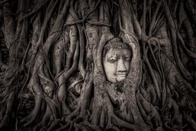 images of Thailand - Buddha Head in a tree