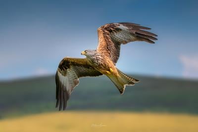 photography spots in South Wales - Red Kite Feeding Station