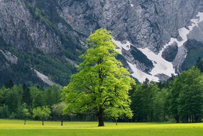 Slovenia instagram spots - Logarska Valley Elm Tree