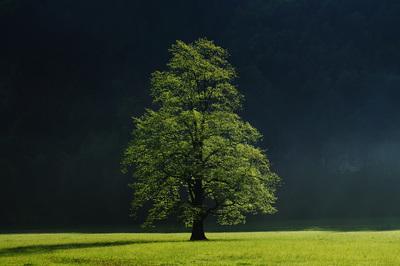 Slovenia photography spots - Logarska Valley Elm Tree Backlit