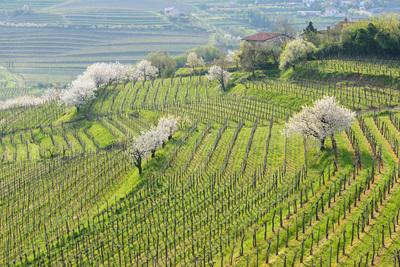 photo spots in Slovenia - Ceglo Vineyards