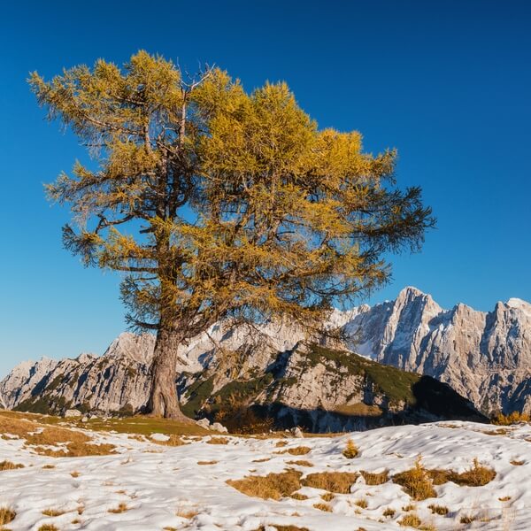 The famous larch tree