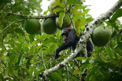 Chimpanzee Tracking in Budongo Forest