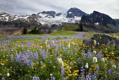 images of Mount Rainier National Park - Emerald Ridge, Mount Rainier National Park