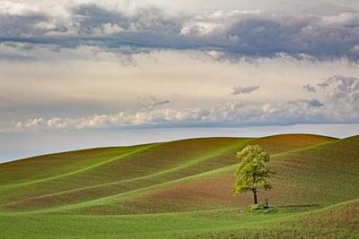 photo locations in Washington - Bald Butte Road Lone Tree