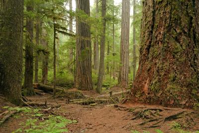 Mount Rainier National Park photography spots - Twin Firs Loop