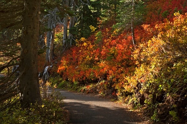 Autumn on Nisqually Vista Trail