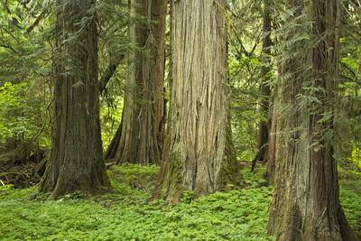 instagram spots in Washington - Grove of the Patriarchs, Mount Rainier National Park
