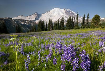 photo spots in Washington - Sunrise and Sourdough Ridge, Mount Rainier National Park