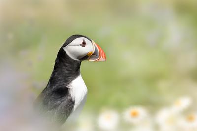 photography spots in Wales - Skomer Island - The Wick