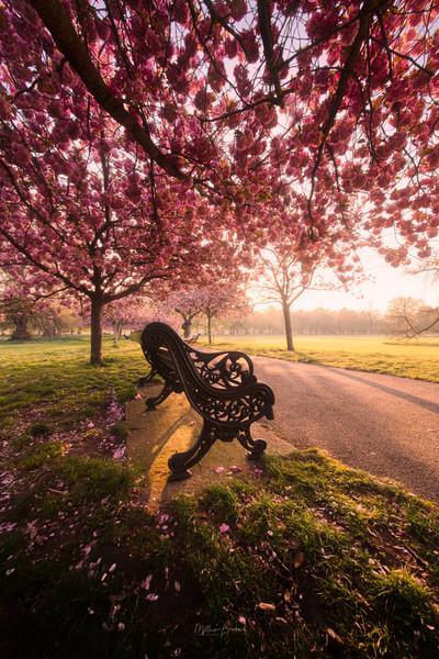 London photo locations - Greenwich Cherry Blossoms