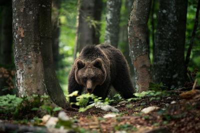 photo spots in Slovenia - Brown Bear Photography