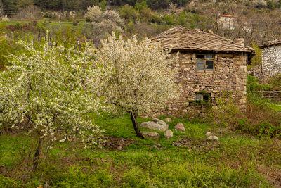 Traditional house with blossoming trees.