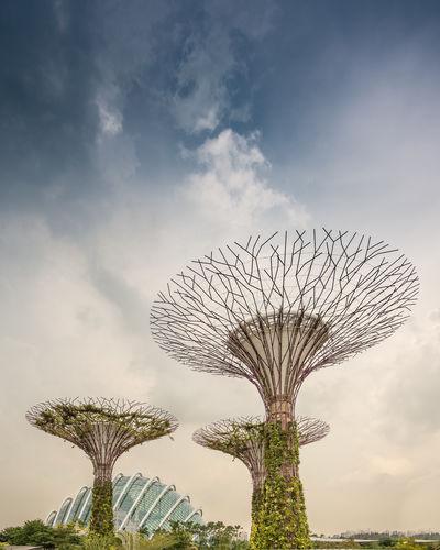 images of Singapore - Supertree Grove