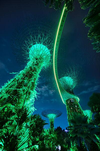 Singapore images - Supertree Grove