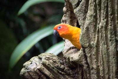 instagram spots in Singapore - Jurong Bird Park
