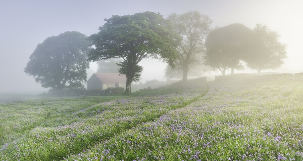 Emworthy barn and bluebells looking east from the paddock early morning in May after an inversion.