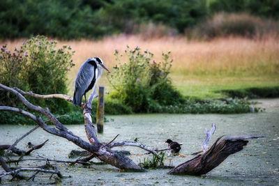 photos of London - Heron Pond, Bushy Park