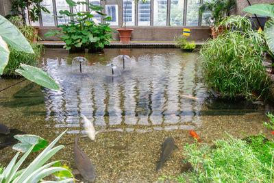 pictures of London - Barbican Conservatory