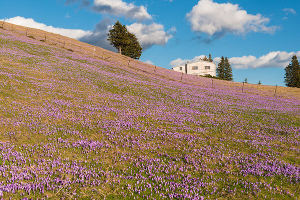 Spring has arrived at Mala Planina
