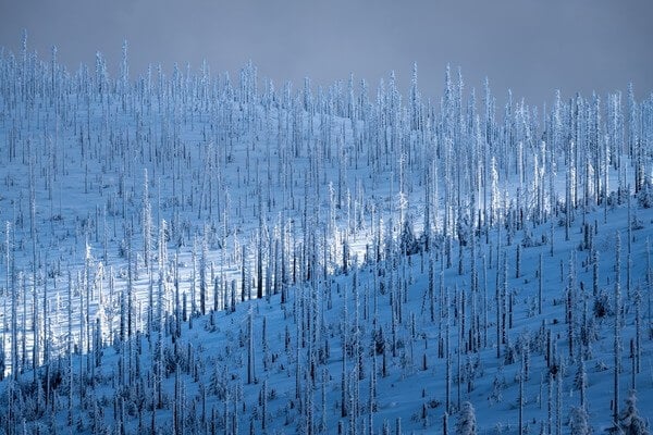 The forest of dead trees, as viewed from Hochstein view in winter