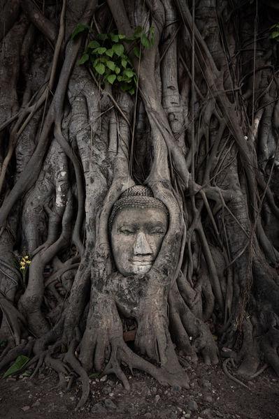 pictures of Thailand - Buddha Head in a tree
