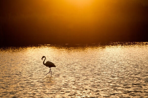 Ornithological Park of Pont de Gau - flamingo at sunset