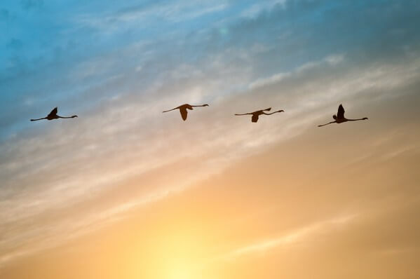 Ornithological Park of Pont de Gau - flying flamingos