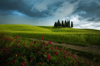 Cypress grove by San Quirico d'Orcia during cloudy day