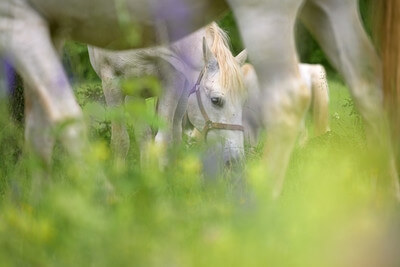 Sezana photography spots - Lipica Stud Farm - Grazing Lipizzaner Horses
