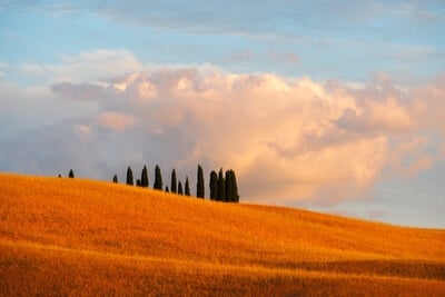 images of Tuscany - Cypress grove by San Quirico d'Orcia