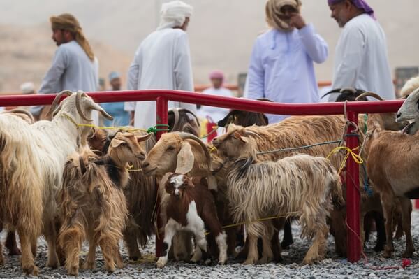 The Goat Market in Nizwa