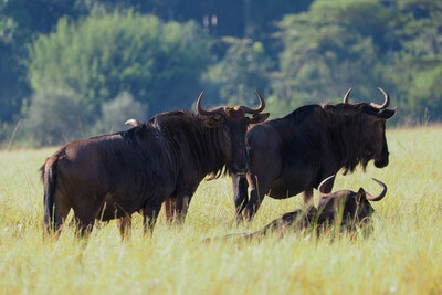 photos of Eswatini - Mlilwane Wildlife Sanctuary, Eswatini