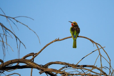 images of Eswatini - Mlilwane Wildlife Sanctuary, Eswatini