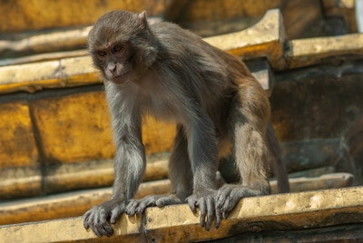 photos of Nepal - Swayambhunath Monkey Temple