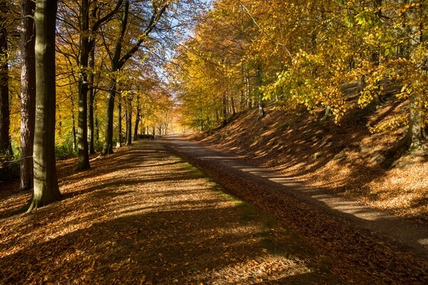 Avenue Of Autumn