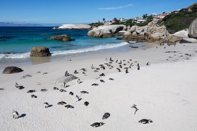 South Africa photography spots - Boulders Penguin Colony
