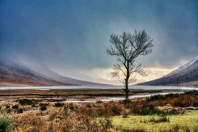 images of Glencoe, Scotland - Lone Tree at Loch Etive