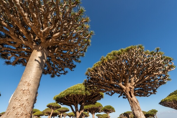 Dragon blood trees, Socotra