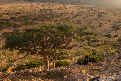 instagram spots in Yemen - Homhil Plateau, Socotra
