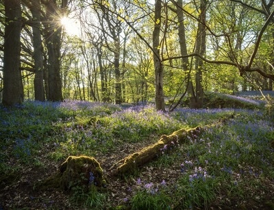 photography locations in England - Middleton Woods