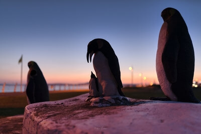 images of South Wales - Whale & Penguins