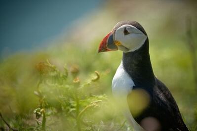 photos of South Wales - Skomer Island - The Wick