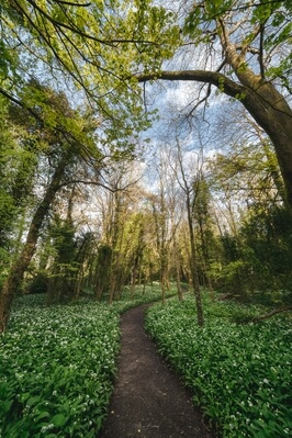 photos of South Wales - Stackpole Wild Garlic Wood
