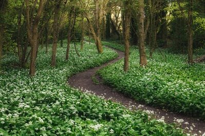 images of South Wales - Stackpole Wild Garlic Wood