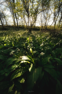 pictures of South Wales - Stackpole Wild Garlic Wood