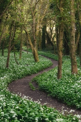 Wales instagram spots - Stackpole Wild Garlic Wood