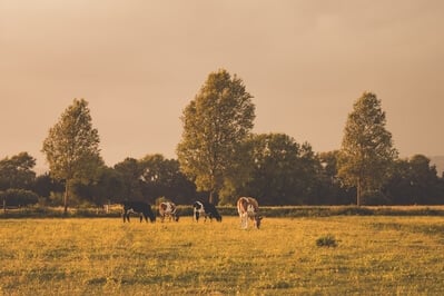 United Kingdom instagram spots - Sharpham Countryside