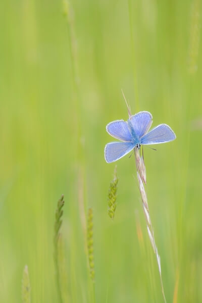 A Chalk Hill blue lounging in the long grass on Watlington Hill