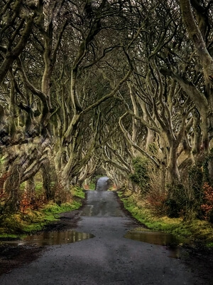 The Dark Hedges as seen in GoT season 2, episode 1: The North Remembers